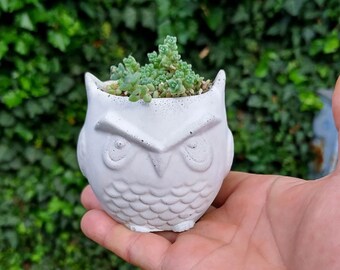 Concrete Owl Sedum Dasyphyllum Rare Winter Hardy Succulent Live Green Desk Office Home Decoration Minimalistic Design Owl Gift Set