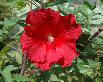 Hibiscus-Rose of Sharon-Hardy Arbuste 75 mixte Graines