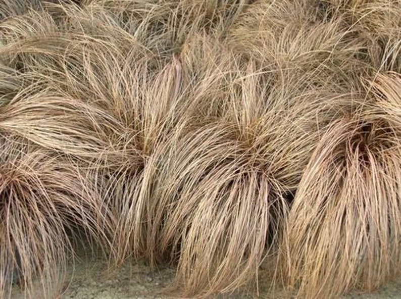 50 Seeds Carex Comans Bronze Form New Zealand Hair Sedge Carex Flagellifera Ornamental Decorative Garden Grass 50 Rare Seeds Pack