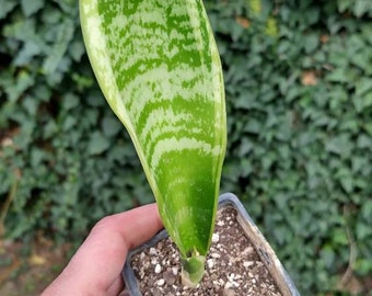 Sansevieria Trifasciata Futura Superba Colourful Bow Hemp Succulent Rooted Plant