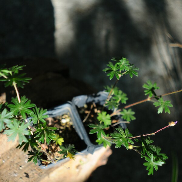 Geranium sanguineum 'Max Frei' Winter Hardy Perennial Garden Plant