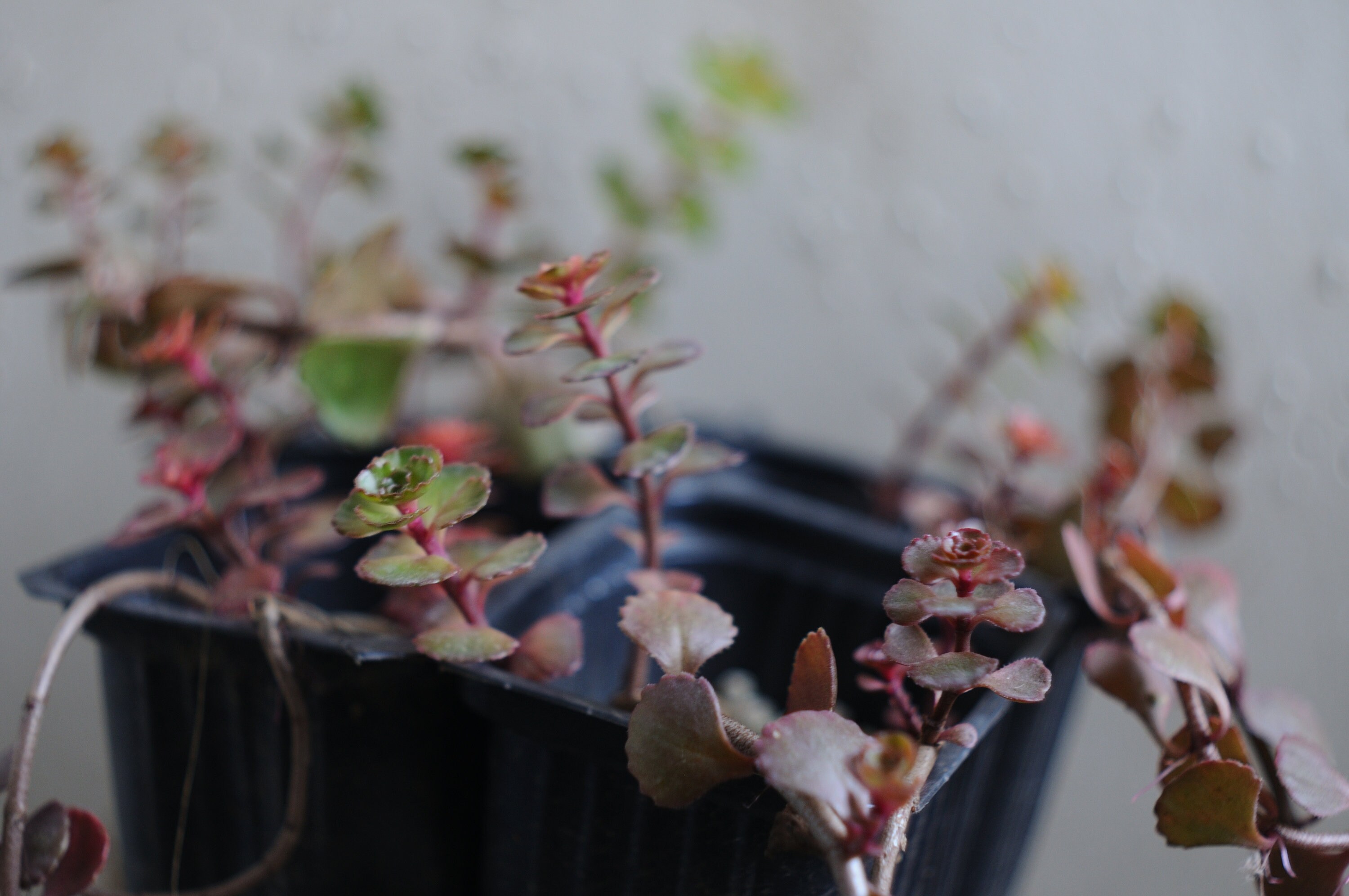 Sedum Spurium red Carpet Crimson Stonecrop Dark Etsy
