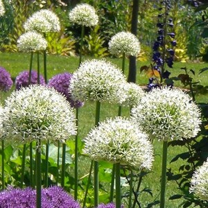 20 Seeds Allium Stipitatum White Giant Ornamental Garden Onion Seeds Pack image 2