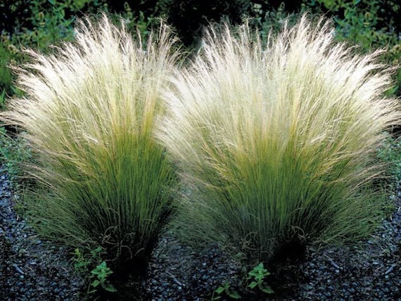 50 Fresh Seeds of Stipa tenuissima /'Pony tails/' Mexican Feather Grass