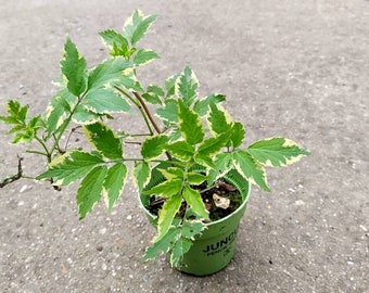 Sambucus Nigra Marginata Variegated Elderberry Tree Hardy Starting Plant