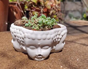 Concrete Four Buddha's Heads Sedum Dasyphyllum Corsican Stonecrop Hardy Mini Succulent Green Desk Office Home Decoration Minimalistic Gift