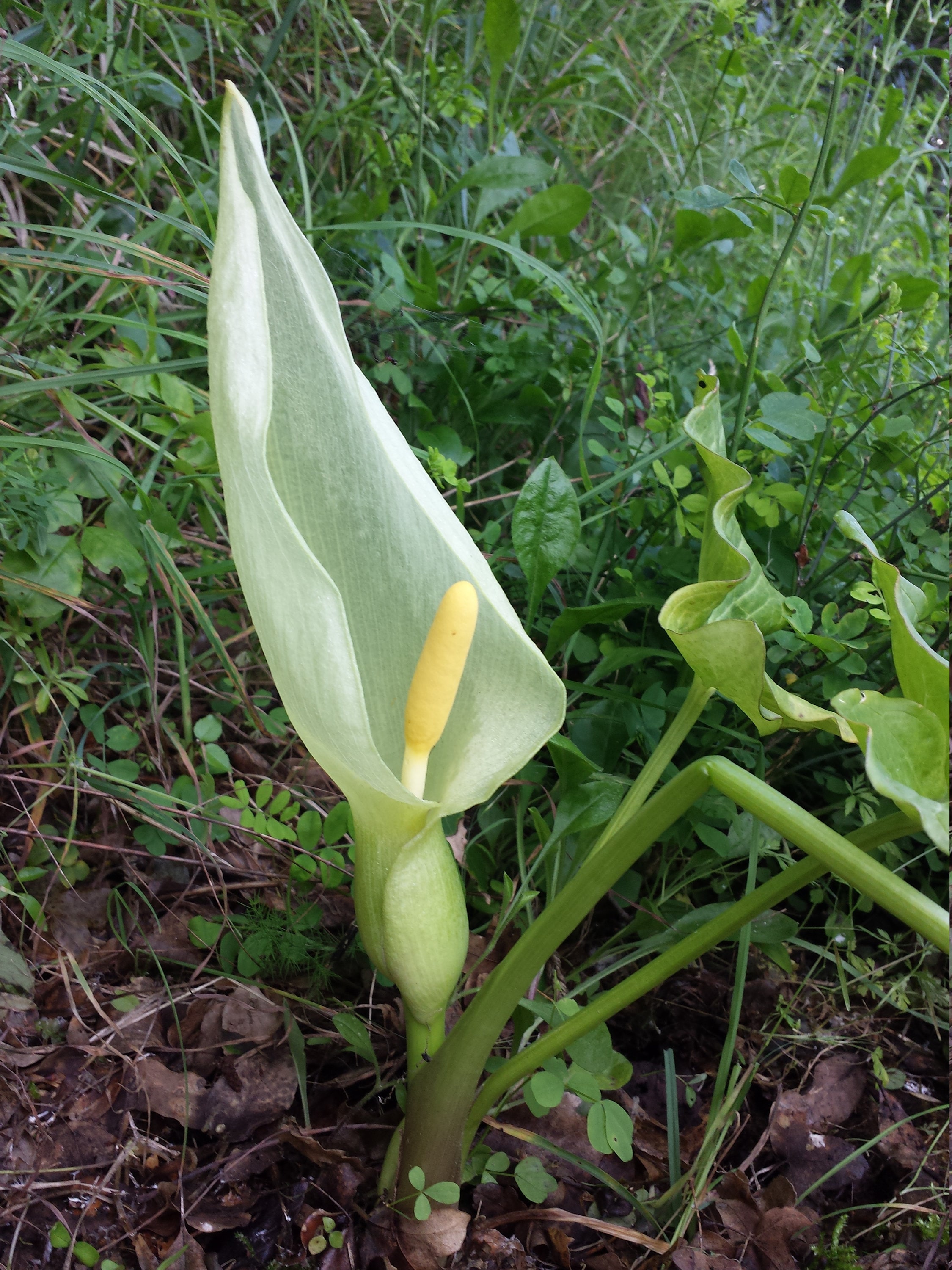 Arum Italicum