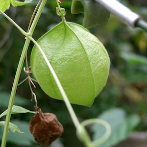 15 Seeds Pack Cardiospermum Halicacabum Balloon Vine Broad-leaved Apple Useful Tropical Garden Vine image 1