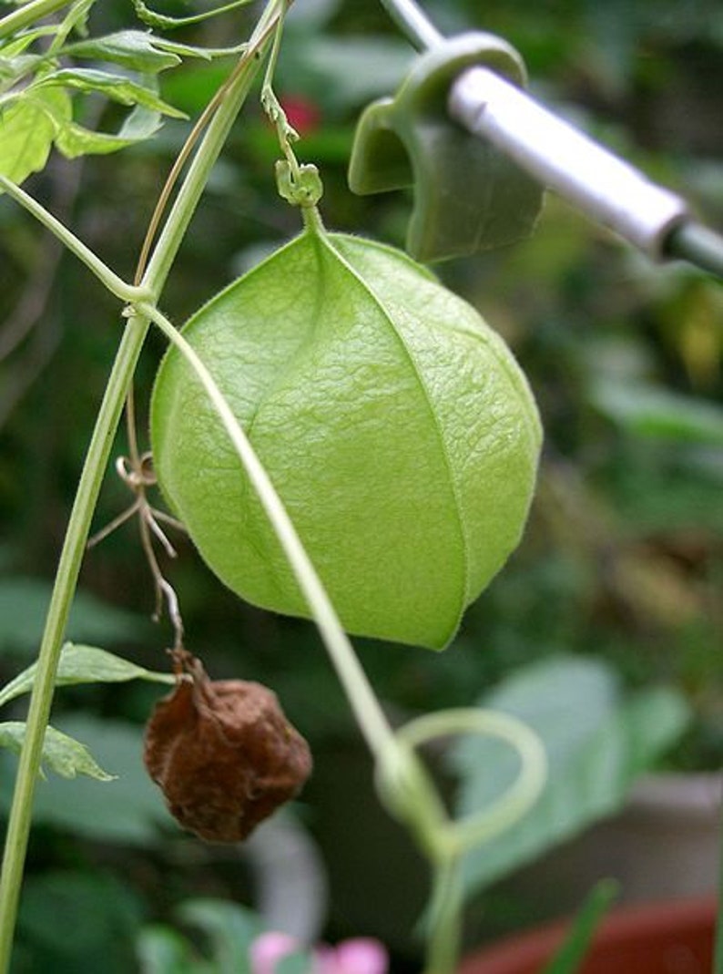 15 Seeds Pack Cardiospermum Halicacabum Balloon Vine Broad-leaved Apple Useful Tropical Garden Vine image 1