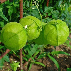 15 Seeds Pack Cardiospermum Halicacabum Balloon Vine Broad-leaved Apple Useful Tropical Garden Vine image 2