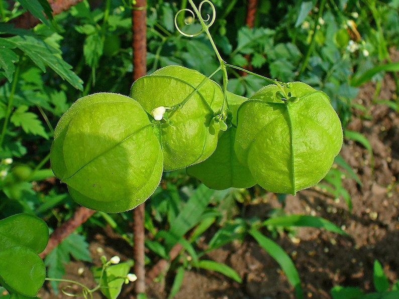 15 Seeds Pack Cardiospermum Halicacabum Balloon Vine Broad-leaved Apple Useful Tropical Garden Vine image 2