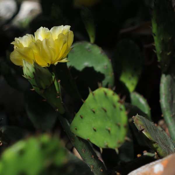 Cacti Cuttings Different Type of Opuntia Easy to Growing & Rooting Winter Hardy Rare Cacti Types