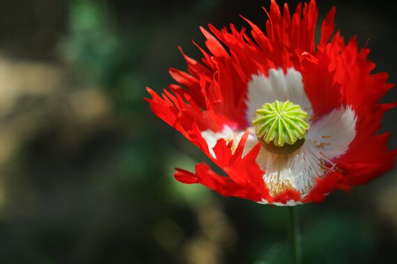 Seeds Papaver Poppy 'Danish Flag' Rare Poppy Annual Plant 50