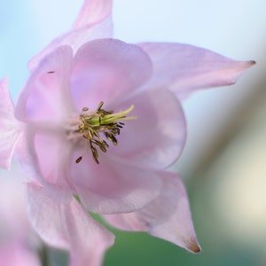 50 Seeds Pack Aquilegia Columbine 'Hensol Harebell' Hybrid Mix Flowering Pink and Violet Garden Perennial Plant image 3