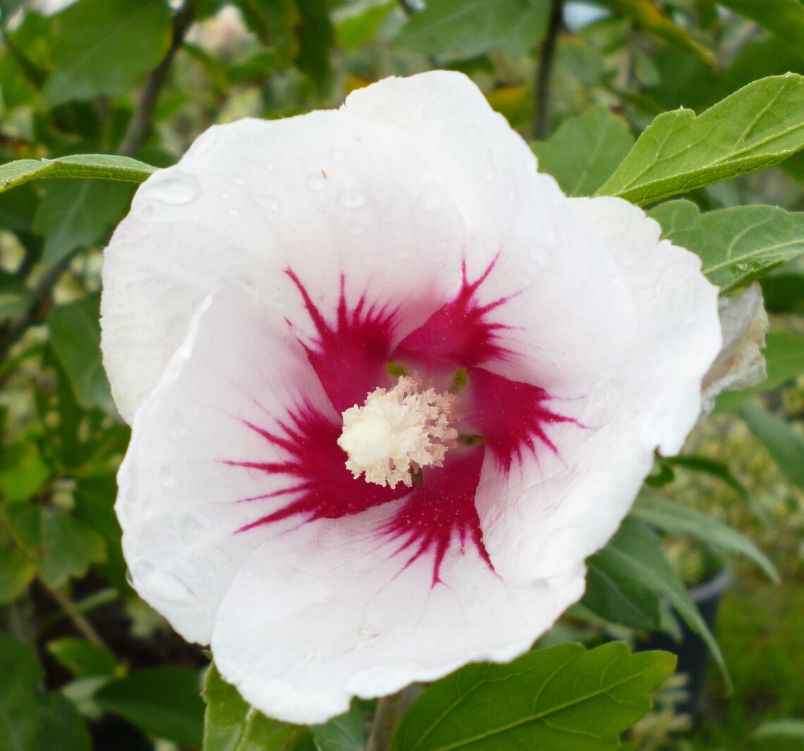 25 Seeds Pack Hibiscus Syriacus White Korean Rose of Sharon Etsy