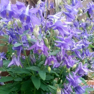 50 Seeds Pack Aquilegia Columbine 'Hensol Harebell' Hybrid Mix Flowering Pink and Violet Garden Perennial Plant image 2