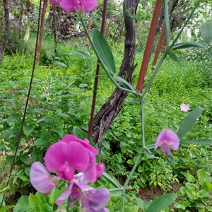 15Seeds Lathyrus Latifolius Sweet Pea Pearl Pink Flower Rare Perennial Seeds Pack image 2