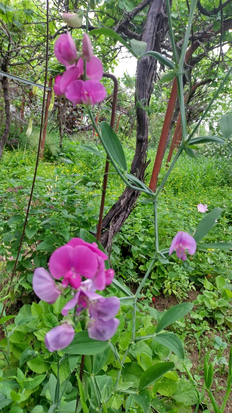 15Seeds Lathyrus Latifolius Sweet Pea Pearl Pink Flower Rare Perennial Seeds Pack image 2