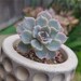 see more listings in the Cacti and Succulents section