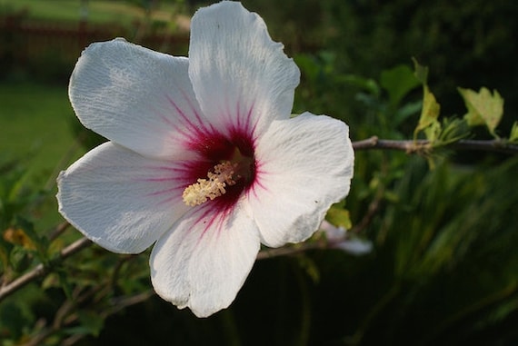 50 SEEDS HIBISCUS SYRIACUS HARDY WHITE ROSE OF SHARON USA SELLER 