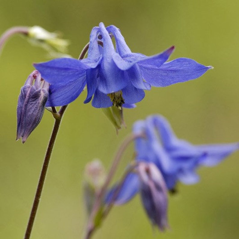 50 Seeds Pack Aquilegia Columbine 'Hensol Harebell' Hybrid Mix Flowering Pink and Violet Garden Perennial Plant image 5