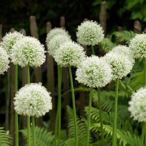 20 Seeds Allium Stipitatum White Giant Ornamental Garden Onion Seeds Pack image 1