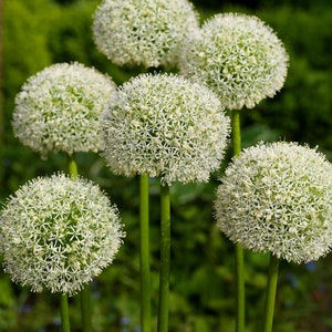 20 Seeds Allium Stipitatum White Giant Ornamental Garden Onion Seeds Pack image 3