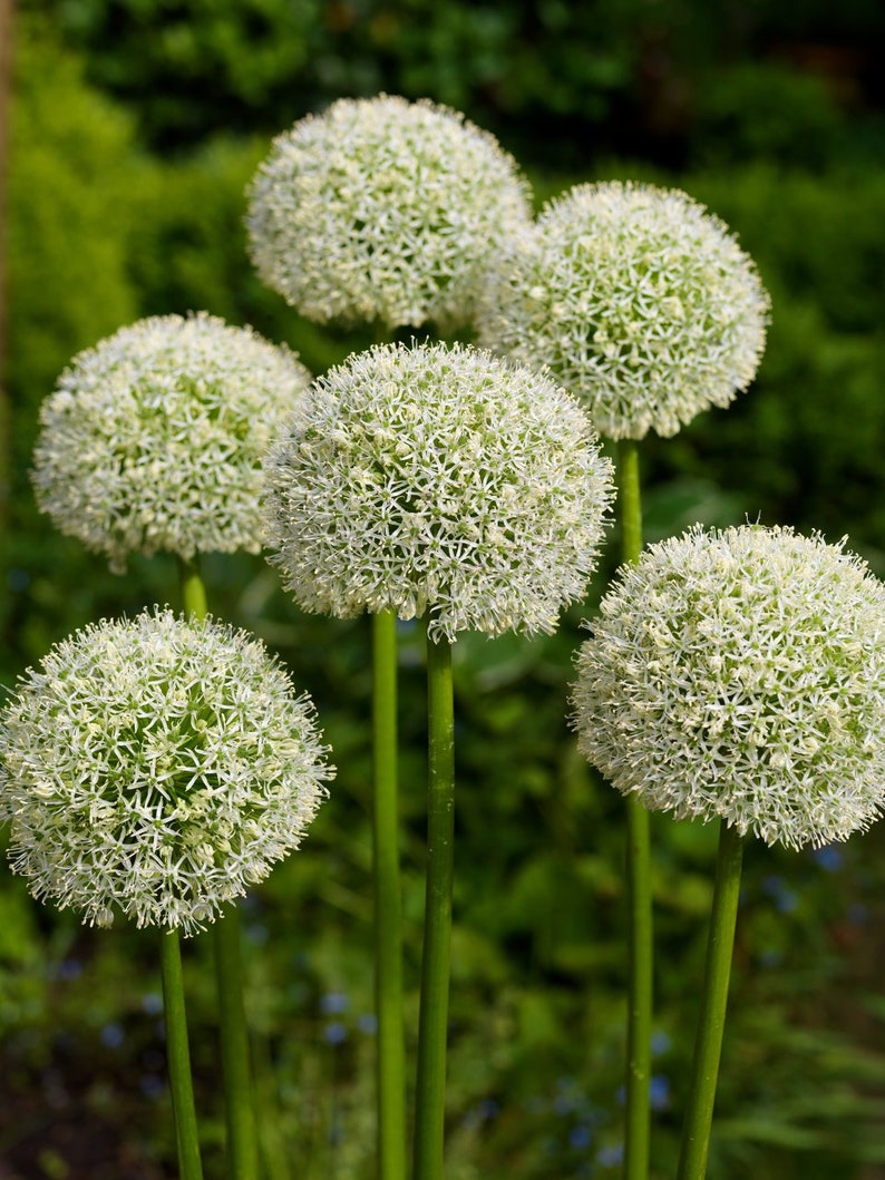 20 Seeds Allium Stipitatum White Giant Ornamental Garden Onion Seeds Pack image 3