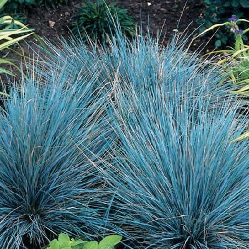 25 Seeds Pack Festuca Glauca Blue Grass Fescue Grass Evergreen Garden Plant Perfect Rare Landscaping Plant Seeds image 2