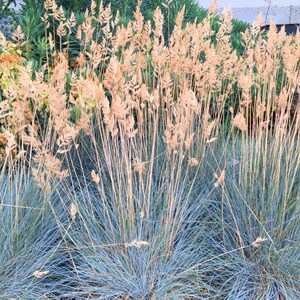 25 Seeds Pack Festuca Glauca Blue Grass Fescue Grass Evergreen Garden Plant Perfect Rare Landscaping Plant Seeds image 5