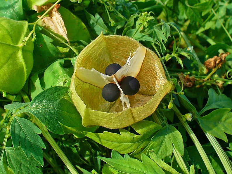 15 Seeds Pack Cardiospermum Halicacabum Balloon Vine Broad-leaved Apple Useful Tropical Garden Vine image 6