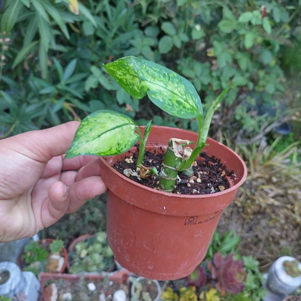 Dieffenbachia Bausei Domme Cane Bausei Gewortelde tropische kamerplant