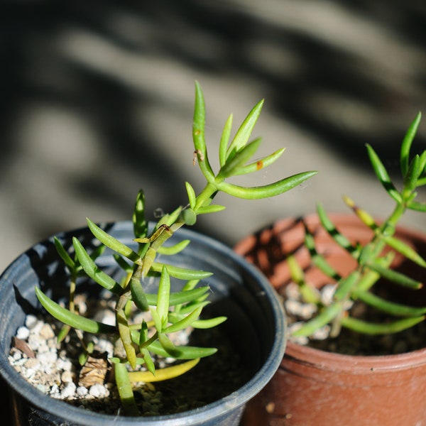 Crassula Tetragona Rare Succulent Mini Pine Tree’ Plant