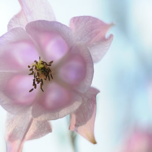 50 Seeds Pack Aquilegia Columbine 'Hensol Harebell' Hybrid Mix Flowering Pink and Violet Garden Perennial Plant image 6