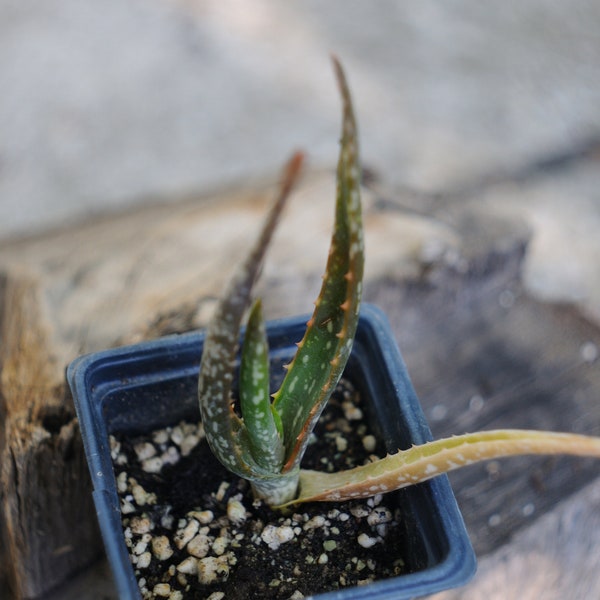 Aloe Microstigma Cape Speckled Aloe Salm-Dyck Aloe Rare Rooted Succulent Houseplant