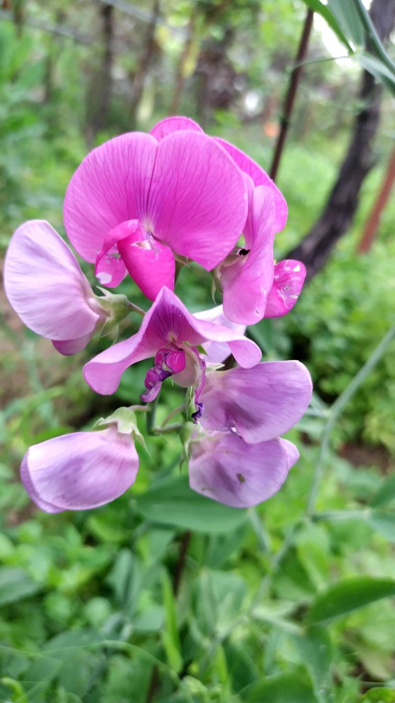 15Seeds Lathyrus Latifolius Sweet Pea Pearl Pink Flower Rare Perennial Seeds Pack image 1