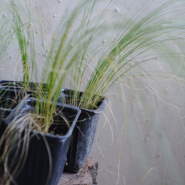 Stipa Tenuissima Mexicain Plume Herbe Kavyl Poney Queues Herbe Ornementale Plante De Jardin En Pot