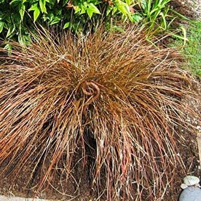 50 Seeds Carex Comans Bronze Form New Zealand Hair Sedge Carex Flagellifera Ornamental Decorative Garden Grass 50 Rare Seeds Pack