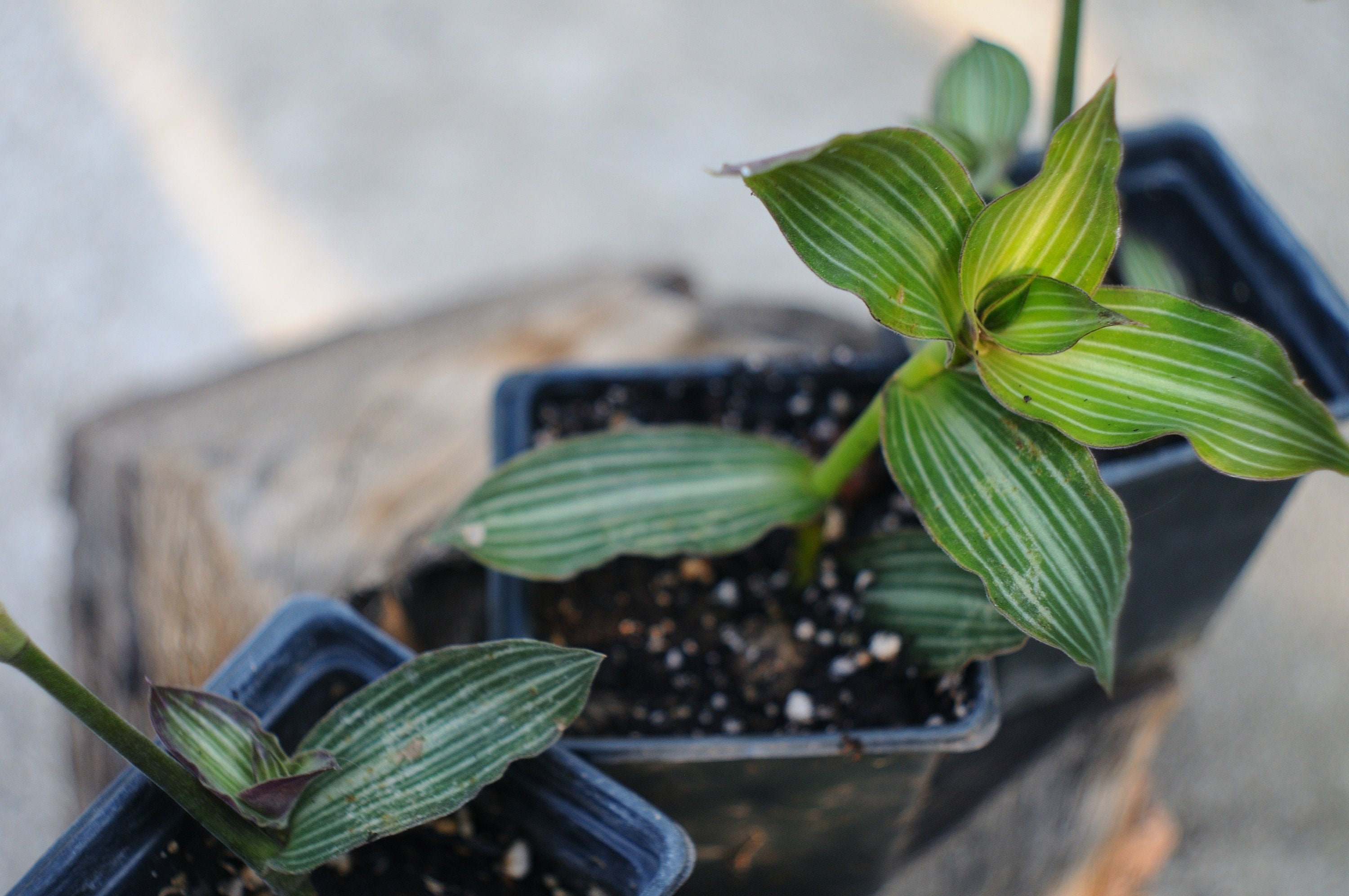 Callisia Elegans Tradescantia Gestreift Einch Pflanze Seltene Etsy