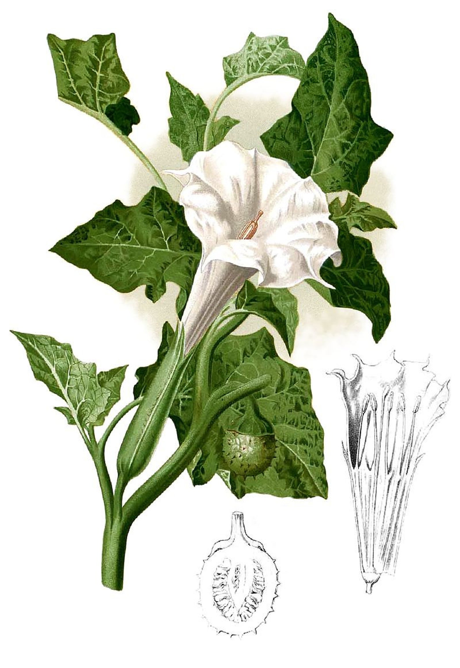 Datura Fastuosa Datura Innoxia White Moonflower Datura Sacred Etsy