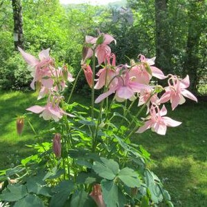 50 Seeds Pack Aquilegia Columbine 'Hensol Harebell' Hybrid Mix Flowering Pink and Violet Garden Perennial Plant image 4