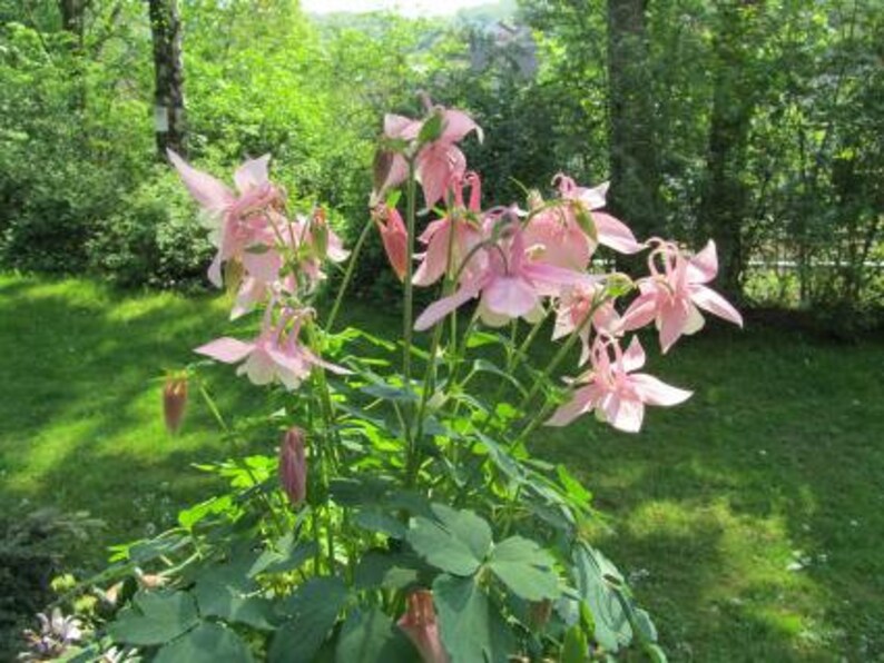 50 Seeds Pack Aquilegia Columbine 'Hensol Harebell' Hybrid Mix Flowering Pink and Violet Garden Perennial Plant image 4