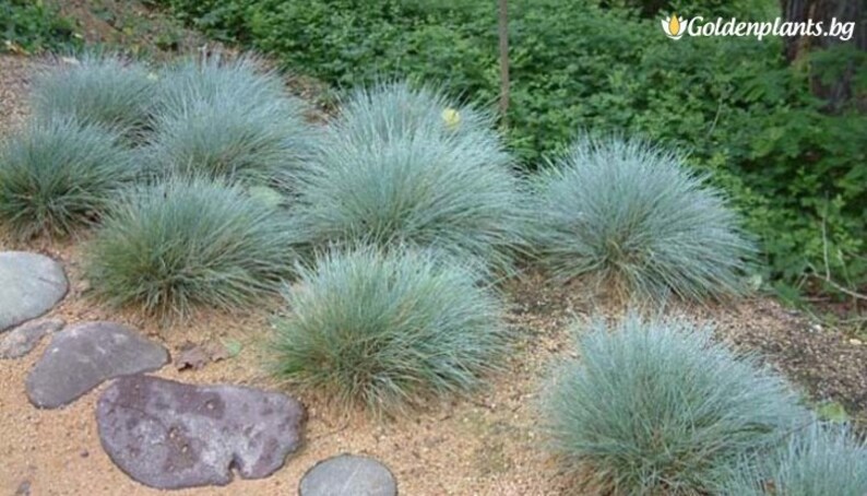 25 Seeds Pack Festuca Glauca Blue Grass Fescue Grass Evergreen Garden Plant Perfect Rare Landscaping Plant Seeds image 4
