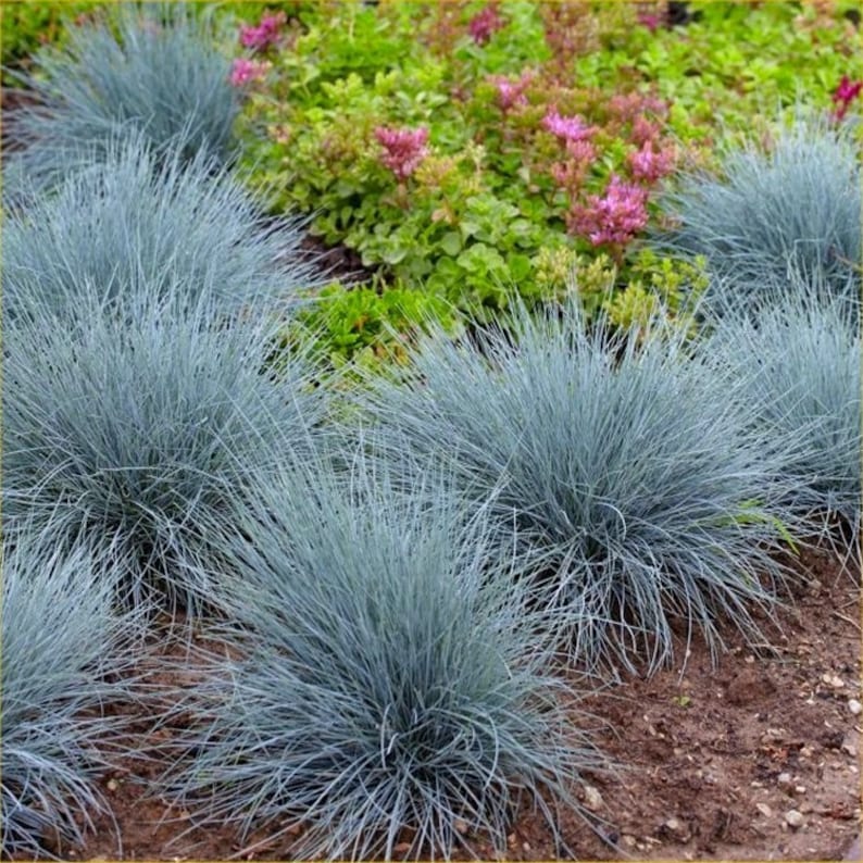 25 Seeds Pack Festuca Glauca Blue Grass Fescue Grass Evergreen Garden Plant Perfect Rare Landscaping Plant Seeds image 1