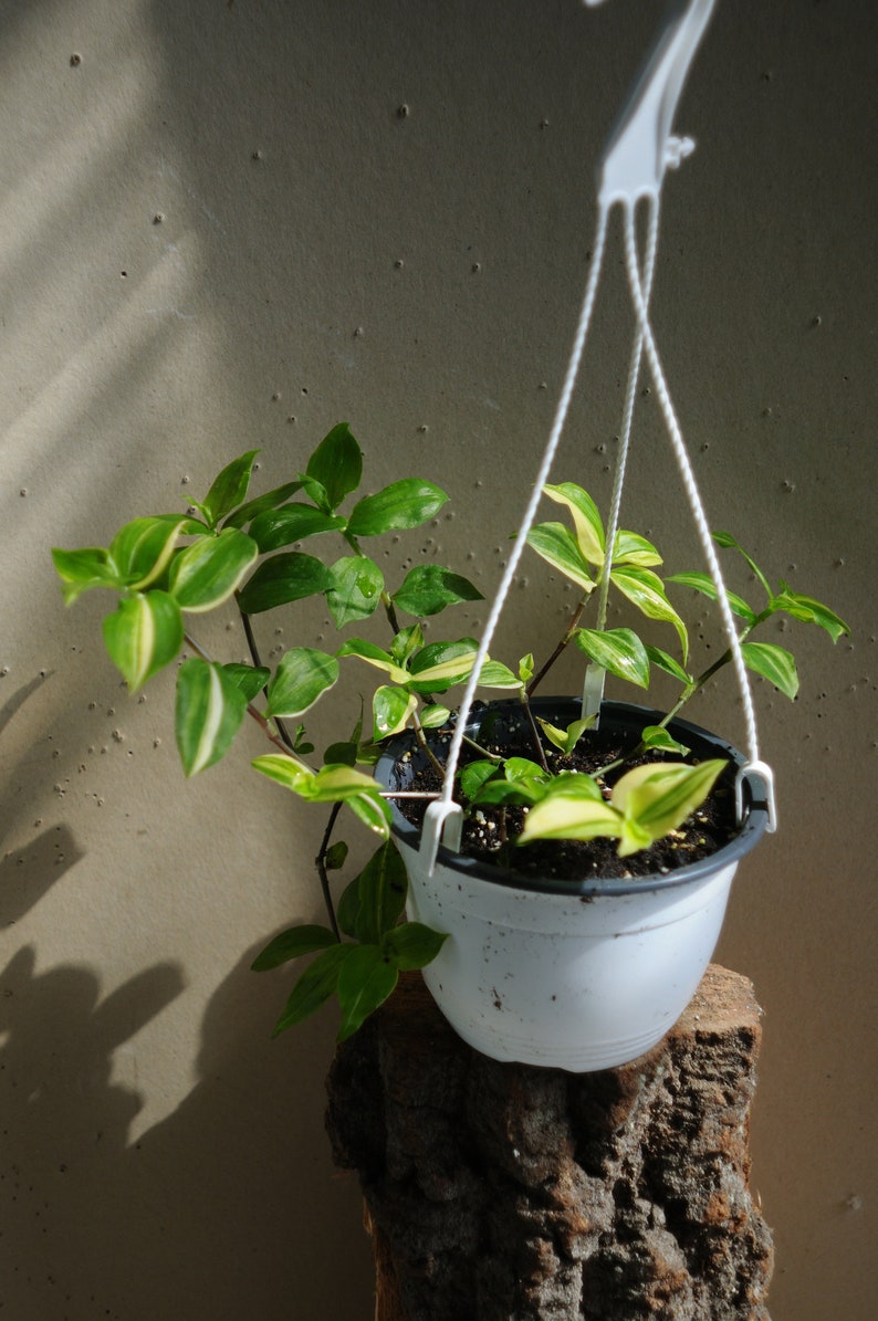 Tradescantia Fluminensis Variegata Spiderwort Dekor Scrambling Etsy