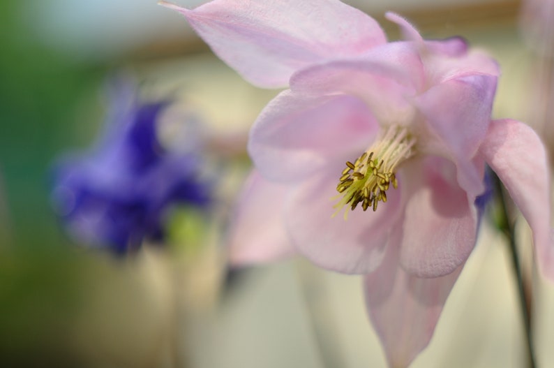 50 Seeds Pack Aquilegia Columbine 'Hensol Harebell' Hybrid Mix Flowering Pink and Violet Garden Perennial Plant image 1