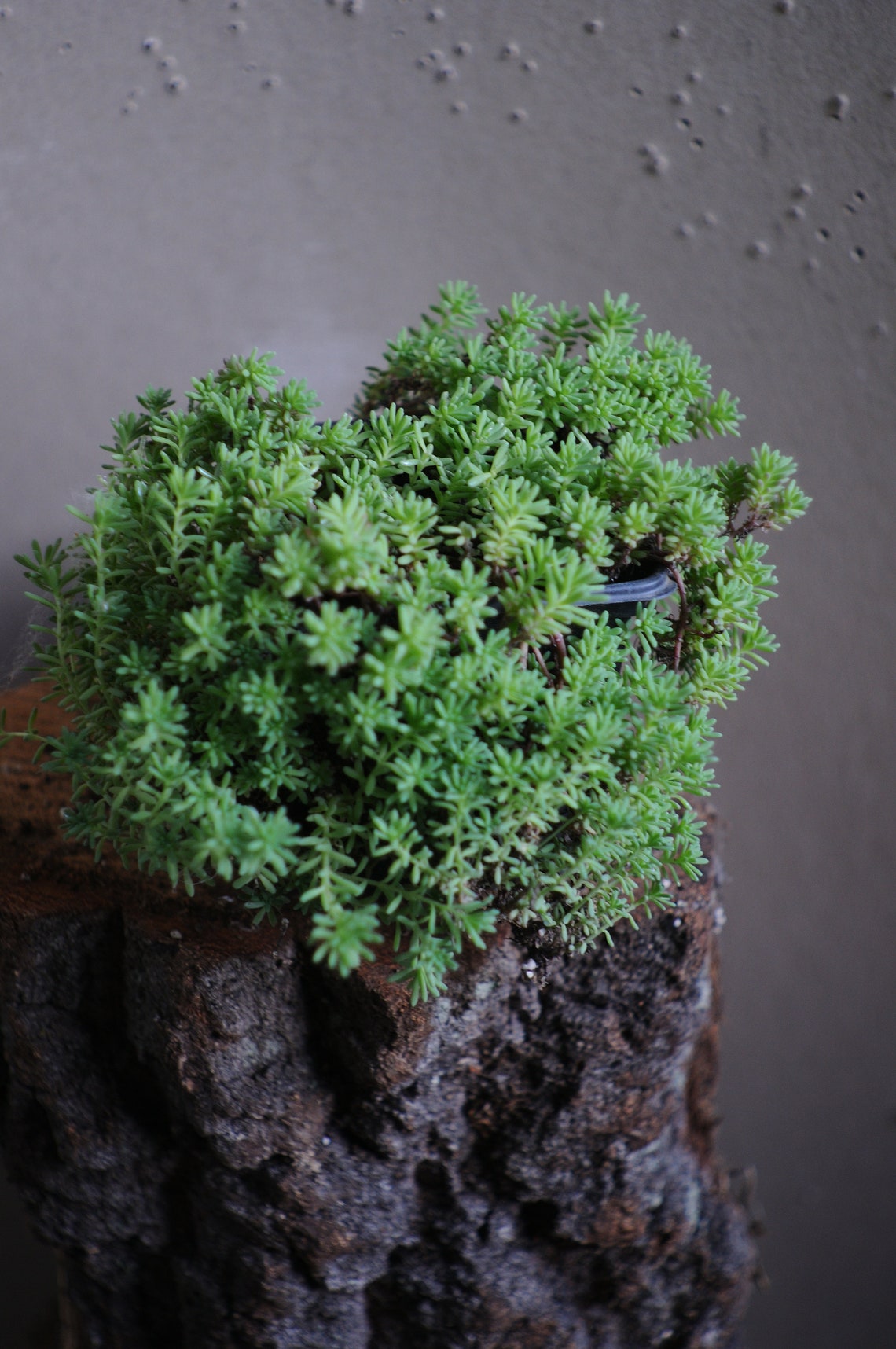 Sedum Pallidum Winter Hardy Stone Rare Creeper Succulent Etsy