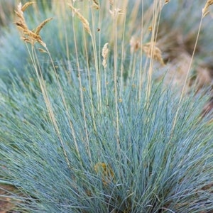 25 Seeds Pack Festuca Glauca Blue Grass Fescue Grass Evergreen Garden Plant Perfect Rare Landscaping Plant Seeds image 3