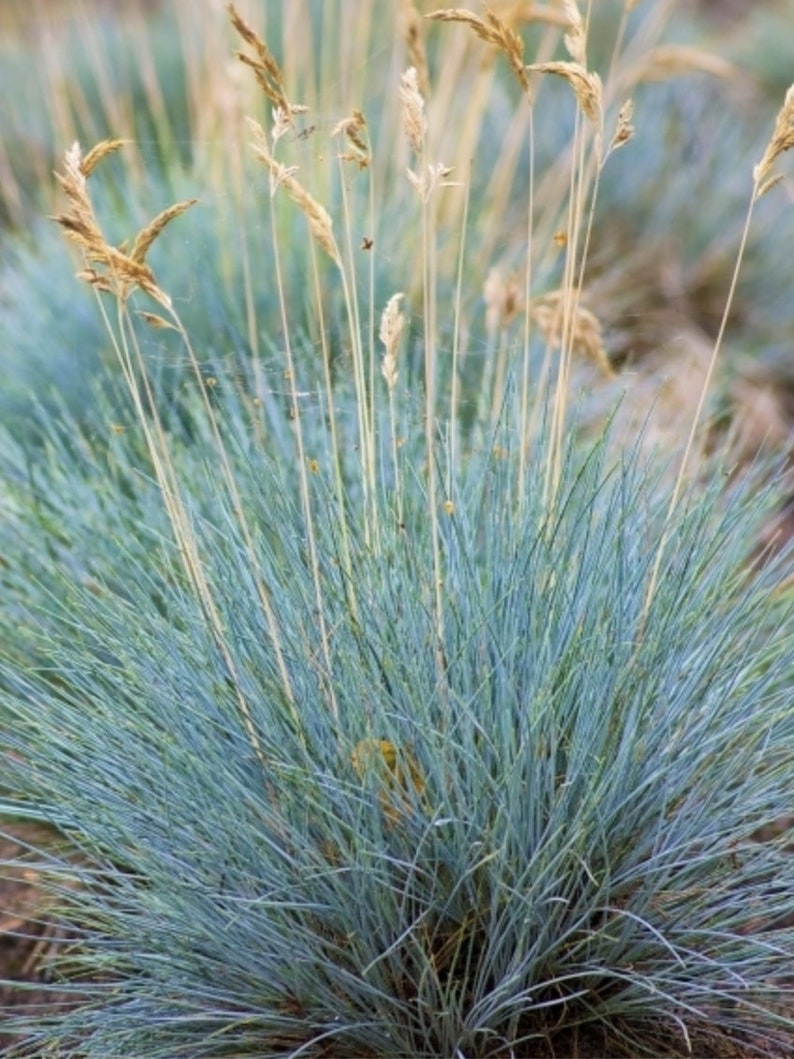 25 Seeds Pack Festuca Glauca Blue Grass Fescue Grass Evergreen Garden Plant Perfect Rare Landscaping Plant Seeds image 3