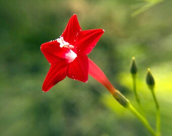 20+ Seeds Pack Ipomoea Quamoclit Cypress Vine Morning Glory Cardinal Creeper Garden Ivy Star Glory Hummingbird Rare Fresh